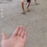 댕댕아 손 이미지