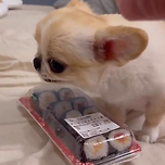 초밥 수호자 치와와 이미지