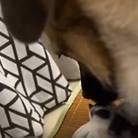 주인아 하지말라 했다!! 이미지