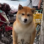 중국 강아지는 역시 다르네 이미지