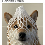 강아지 키우는 사람들 명절에 배 선물 들어오면 한번은 해보는것 이미지