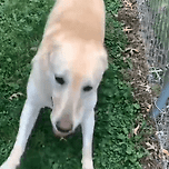 기분좋은 댕댕이 이미지