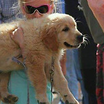 골든리트리버 축제 이미지