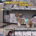 혼자 엘리베이터 타고 다닌다는 시츄.jpg 이미지