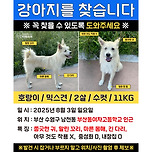 호랑이 찾습니다! 이미지