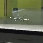 1년새 2번이나 돌빵 맞으면...ㅠㅠ 이미지