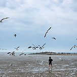 서해바다, 갈매기 이미지