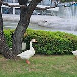 카이스트 명물 거위 가족 이미지