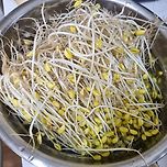 직접 키운 콩나물 수확하다 이미지