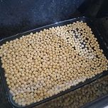 초간단 집에서 콩나물 키우기 이미지