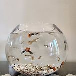 평화로운 우리집 구피들 이미지