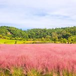 'v' 핑크뮬리 :> 이미지