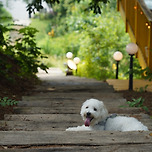 garden cafe 이미지