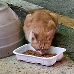 밥 달라며 자주 오는 길양이 이미지