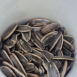 냠냠 해바라기씨 냠냠 이미지