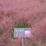 경기도 핑크뮬리 예쁜곳 이미지