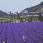 6월13일~14일 동해바다와 보라보라한 고성라벤다축제 가요 이미지