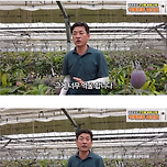 애플망고 공판장에 안 판다는 사장님 이미지