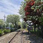 전주시 팔복동 이팝나무 이미지