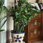 반려 화초(식물) 이미지