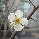 감사일기31(봄이야기) 이미지