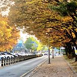 가을단풍 이미지