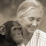 제인 구달… 이미지