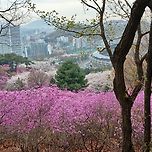 감사일기41(병원투어와 원미산 진달래동산) 이미지