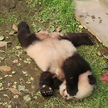 자는 척 하던 아기 푸바오 이미지