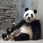 오늘도 너무 예쁘게 웃는 푸바오.jpg🐼 이미지