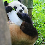 🐼🧊얼음 받고 기뻐하는 버스데이걸 푸바오 이미지