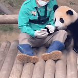 푸바오의 인기요소 중 하나였다고 생각되는 다채로운 모습🐼 이미지