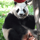 뚠빵이 푸바오🐼를 과소평가한 사육사🤣 이미지