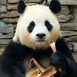 배에 행복이 한가득 쌓인 푸바오🐼💛 이미지