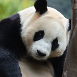 푸바오 근황🐼💛 이미지