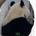 볼살 한바가지 푸바오.jpg 이미지