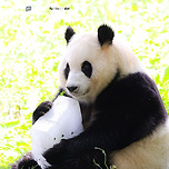 오늘도 얼음 받아서 한껏 신난 푸바오 🐼 이미지
