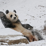 눈밭 구르는 푸바오 미친 귀여움 이미지