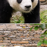 귀여운 푸바오 전매특허 표정🐼 이미지