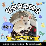 [임보홍보] 크림이/여아/2살 이미지