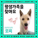 [입양홍보] 모찌/남아/2살 이미지