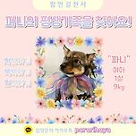 [입양홍보] 파니/여아/1살 이미지