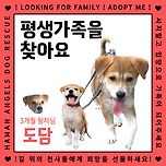 [가족을찾아요] 도담이/남아/3개월 이미지