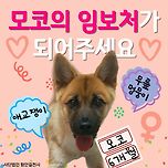 [임보홍보] 모코/여아/6개월 이미지