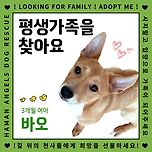 [입양홍보] 바오/여아/3개월 이미지