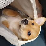 [가족을찾아요] 아담/여아/3개월 이미지