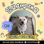 [임보홍보] 록시/여아/3살추정 이미지