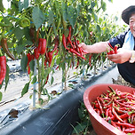 회사 갈때 고추따러 간다고 생각할래... 이미지