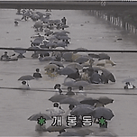 장마철 홍수를 뚫고 출근하는 90년대 출근길 모습.gif 이미지