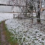 오늘은 눈이 조금 내렸습니다. ❄️ 이미지